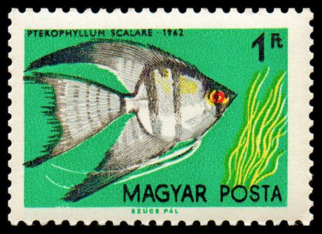 Freshwater Angelfish (Pterophyllum scalare)