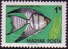 Freshwater Angelfish (Pterophyllum scalare)