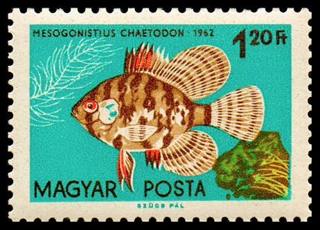 Black-banded Sunfish (Mesogonistius chaetodon)