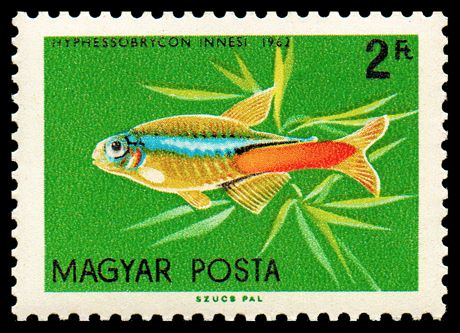 Neon Tetra (Paracheirodon innesi)