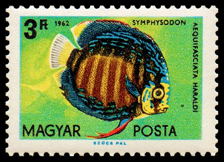 Blue Discus (Symphysodon aequifasciatus)