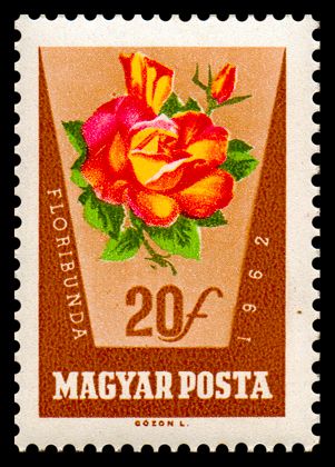 Rosa hybr.
