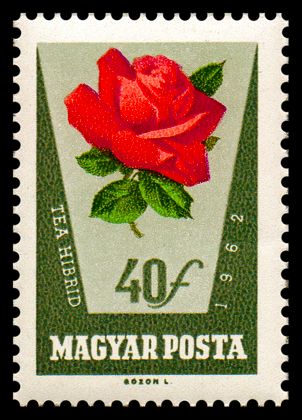 Rosa hybr.