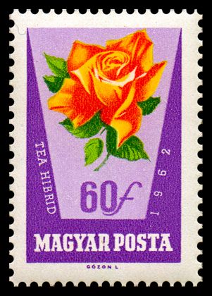 Rosa hybr.