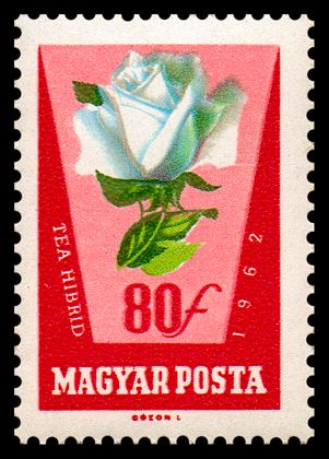 Rosa hybr.