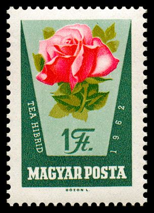 Rosa hybr.