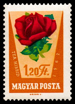Rosa hybr.
