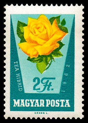 Rosa hybr.