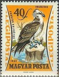 Osprey (Pandion haliaetus)