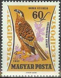 Western Marsh Harrier (Circus aeruginosus)