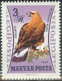 Golden Eagle (Aquila chrysaetos)