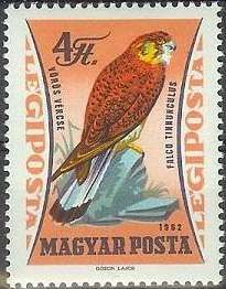 Common Kestrel (Falco tinnunculus)
