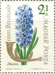 Common Hyacinth (Hyacinthus orientalis)