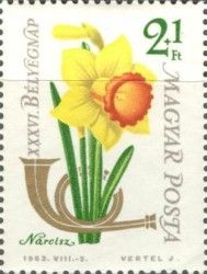 Wild Daffodil (Narcissus pseudonarcissus)