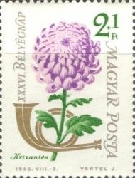 Florist's Daisy (Chrysanthemum morifolium)