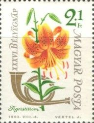 Tiger Lily (Lilium lancifolium)