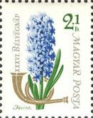 Common Hyacinth (Hyacinthus orientalis)