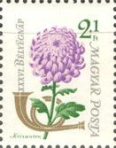 Florist's Daisy (Chrysanthemum morifolium)