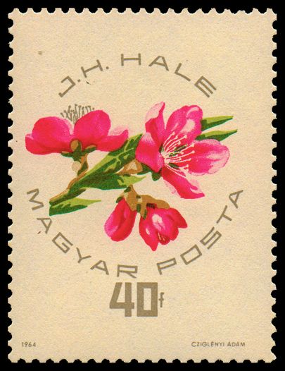 J. H. Hale