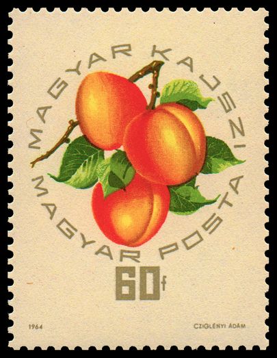 Magyar Kajszi