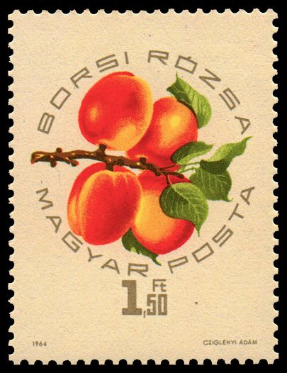 Borsi Rózsa
