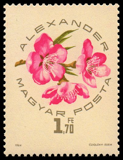 Alexander