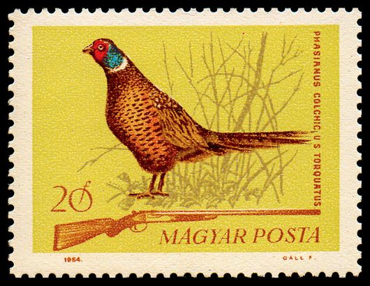 Common Pheasant (Phasianus colchicus)