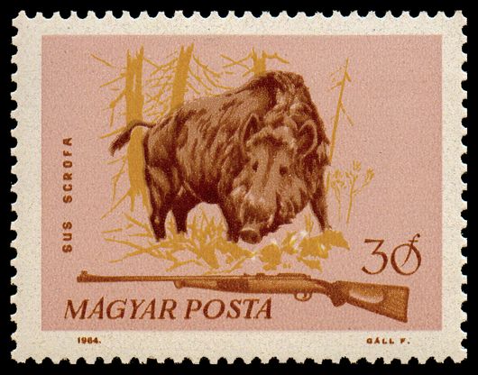 Wild Boar (Sus scrofa)