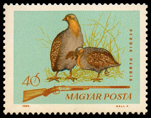 Grey Partridge (Perdix perdix)