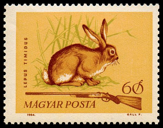 Mountain Hare (Lepus timidus)