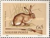 Mountain Hare (Lepus timidus)