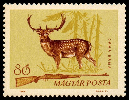 Common Fallow Deer (Dama dama)