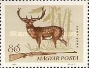 Common Fallow Deer (Dama dama)