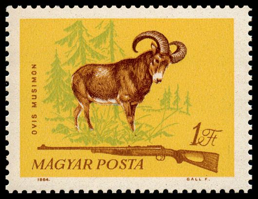 Mouflon (Ovis orientalis)