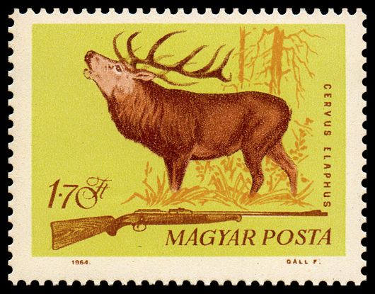 Red Deer (Cervus elaphus)