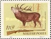 Red Deer (Cervus elaphus)