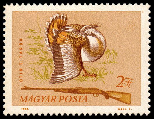 Great Bustard (Otis tarda)