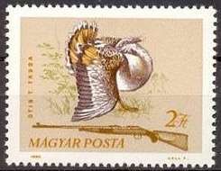 Great Bustard (Otis tarda)