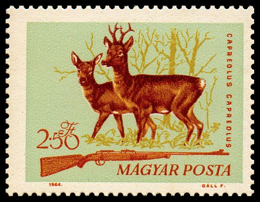 Western Roe Deer (Capreolus capreolus)