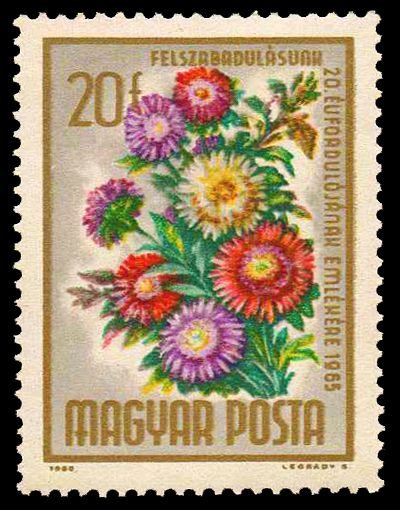 Annual Aster (Callistephus chinensis)