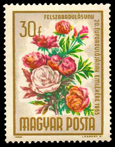 Common Garden Peony (Paeonia lactiflora)