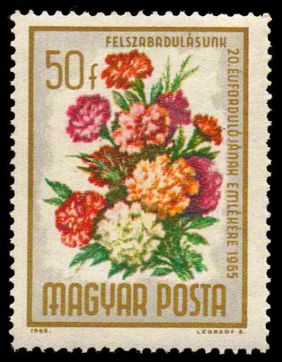 Carnation (Dianthus caryophyllus)
