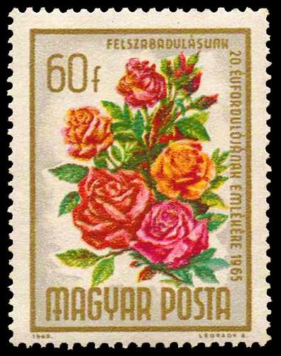 Roses (Rosa hybr.)