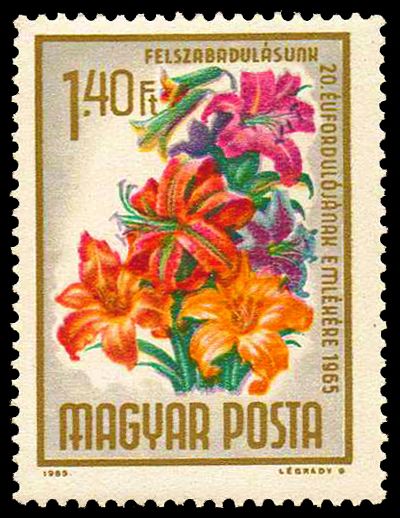 Lilies (Lilium sp.)