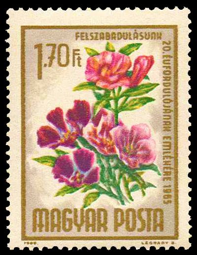 Godetia (Godetia Grandiflora)