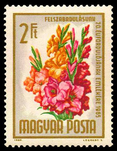 Gladiole (Gladiolus hybr.)