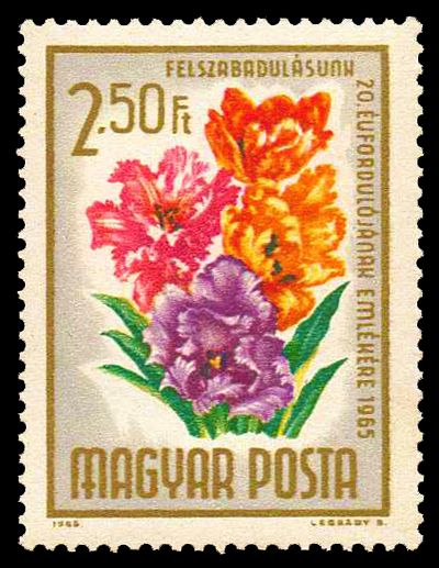Tulip (Tulipa hybr.)
