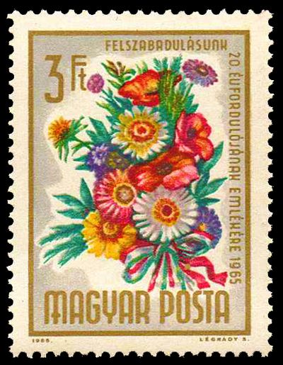 Persian chrysanthemum (Chrysanthemum coccineum)