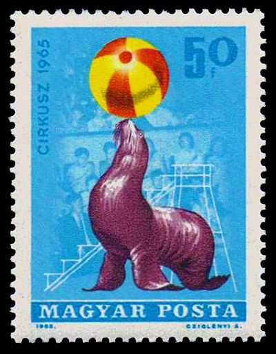 Sea Lion (Zalophus sp.) balancing Ball