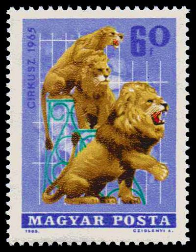 Circus - African Lion (Panthera leo)
